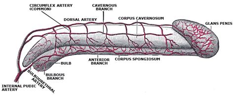 Desagradable Gran Cantidad Escarpa Anatomia Interna Del Pene Esperar