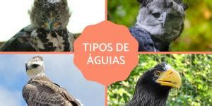 Aves BICO GRANDE Tipos Nomes E Fotos