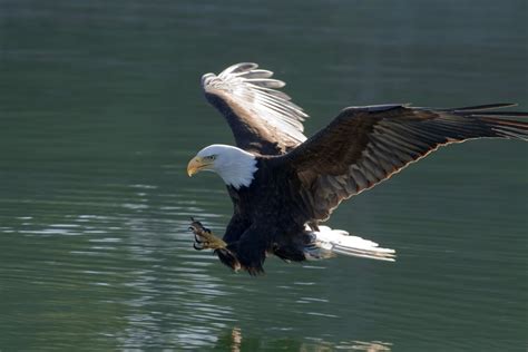 Posterazzi Close Up Of A Bald Eagle Catching A Fish Out Of The Inside Passage Waters Of ...