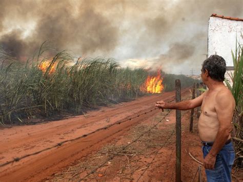 G1 Parte de canavial em Ribeirão Preto fica destruída após pegar fogo