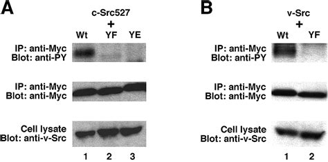 Activated Src Oncogene Phosphorylates R Ras And Suppresses Integrin