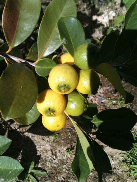 Guayaba Psidium Guineense Sw