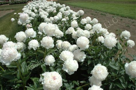 The Madame De Verneville Peony Adelman Peony Gardens