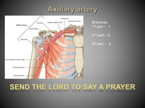 Anatomy of Axilla