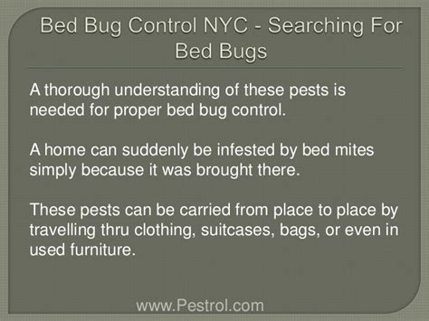 Bed Bug Control NYC - Searching for Bed Bugs