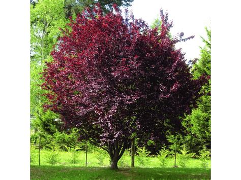 Prunus Cerasifera Pissardii Nigra 8 10 Osobný Odber