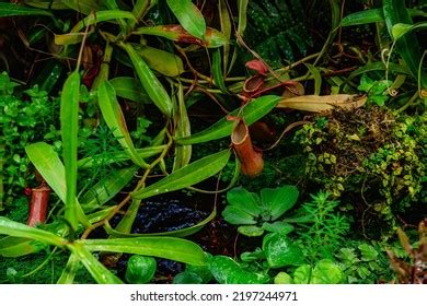 Tropical Forest Carnivorous Plants Stock Photo 2197244971 | Shutterstock