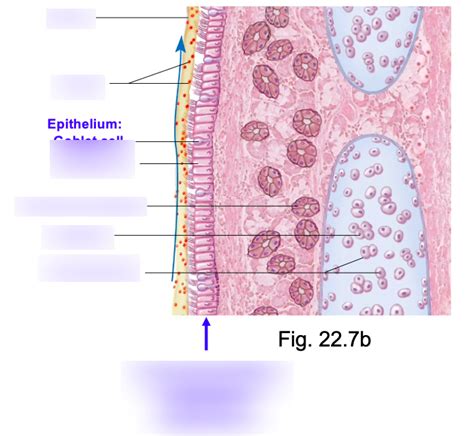 Epithelium Diagram | Quizlet