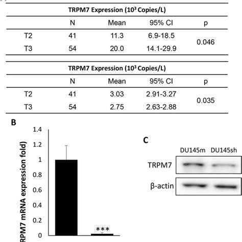 Downregulation Of Trpm7 Inhibited Cell Proliferation Migration And