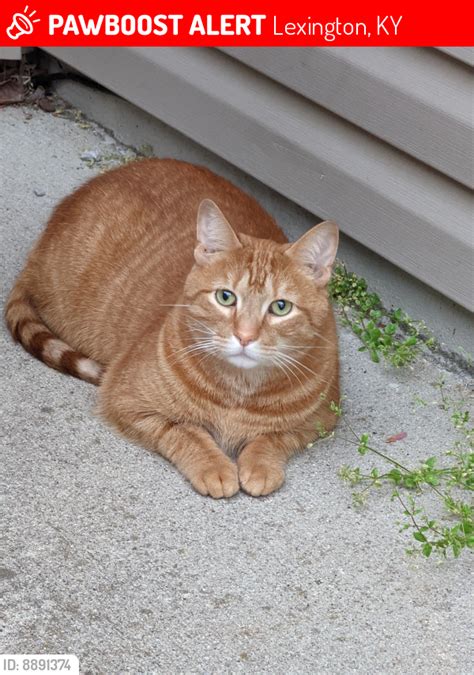 Lexington KY Lost Male Cat Max Is Missing PawBoost