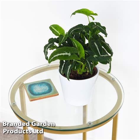 Syngonium wendlandii | Thompson & Morgan