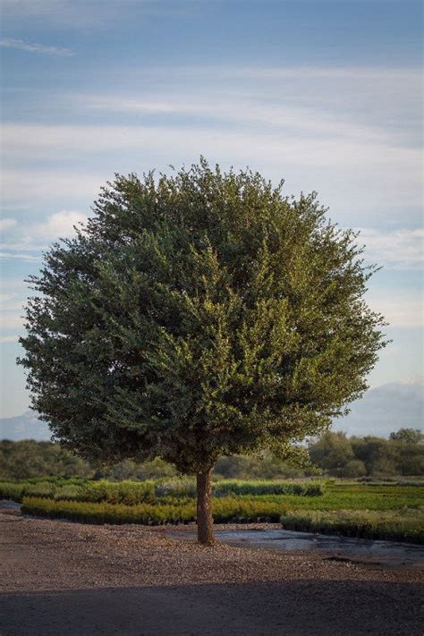 7 Of The Fastest Growing Trees In Texas Balcony Garden Web