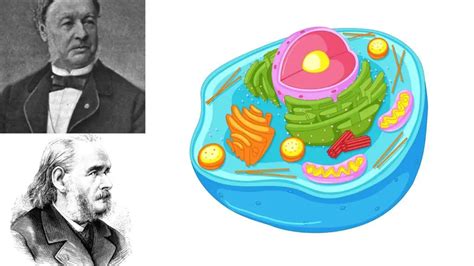 Cell Theory - Definition, History, Principles, Modern Theory, Examples ...