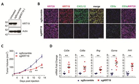 The Role Of Krt Expression By Mouse Pda Cells In Cxcl Coat