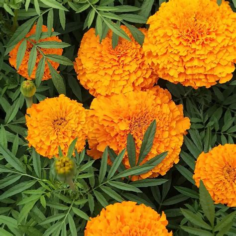 2000marigold Seeds For Planting Outdoors In Garden And Outdoor，marigold Seeds Bulk