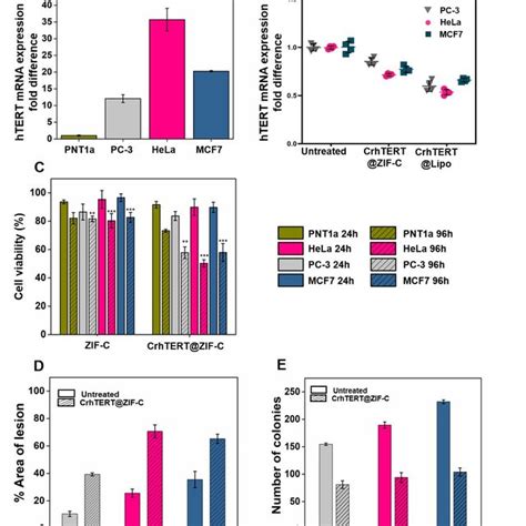 Expression Of Htert In Cancer Cells Treated With Crhtertzif C Post Download Scientific