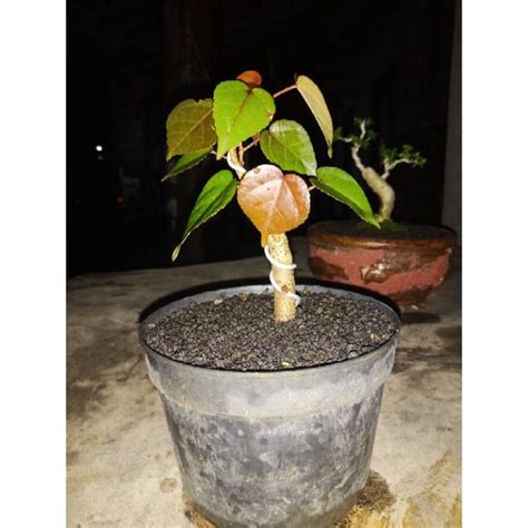 Jual Bahan Bonsai Mame Waru Merah Shopee Indonesia