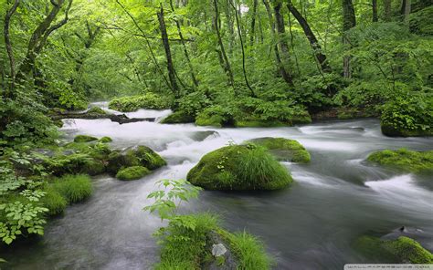 River Forest Wallpapers - Wallpaper Cave