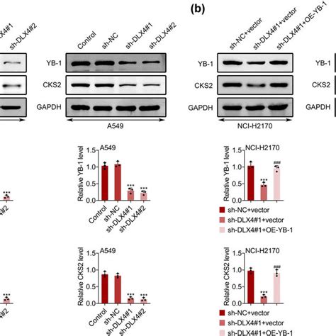 Dlx Depletion Suppressed The Viability Of Nsclc Cells A Cck