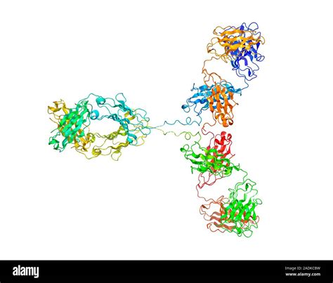 Immunoglobulin G Antibody Molecule Computer Model Of The Secondary