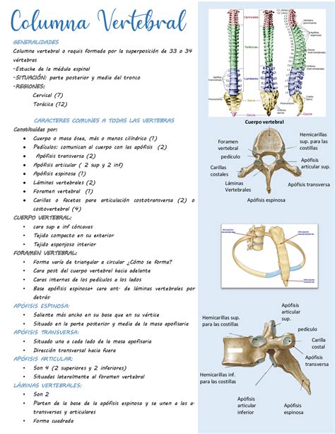 Columna Vertebral Apuntes En General Apuntes De Biología Docsity