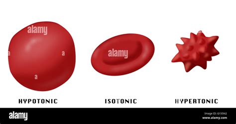 Illustration Showing The Effect Of Hypotonic Isotonic And Hypertonic