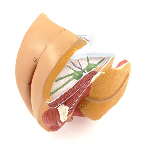 Jual Part Female Human Genital System Model Anatomical Medical Anatomy Sex Education Teaching