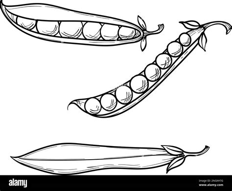Bataw Drawing