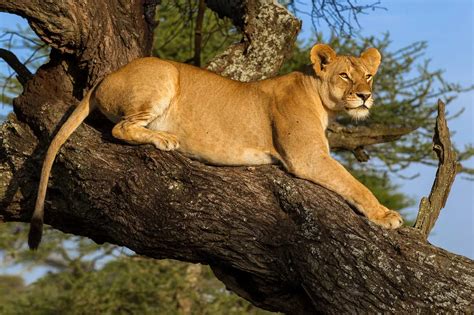 Tanzania - Eyes on Serengeti