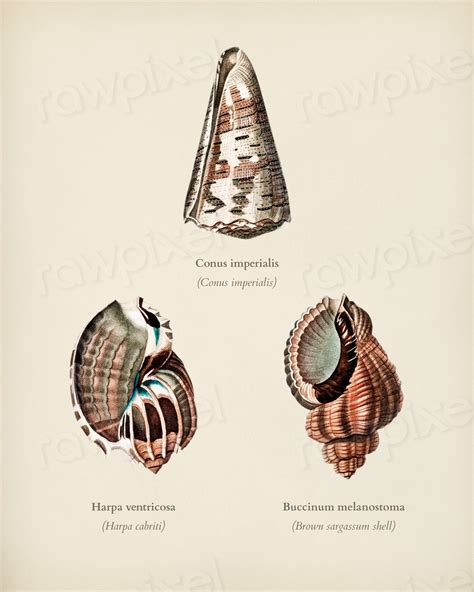 Different Types Mollusks Illustrated Charles Premium Photo Rawpixel