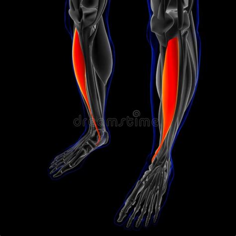 Tibialis Anterior Muscle Anatomy for Medical Concept 3D Illustration ...