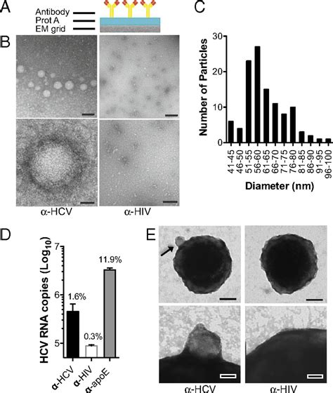 Ultrastructural Analysis Of Hepatitis C Virus Particles PNAS