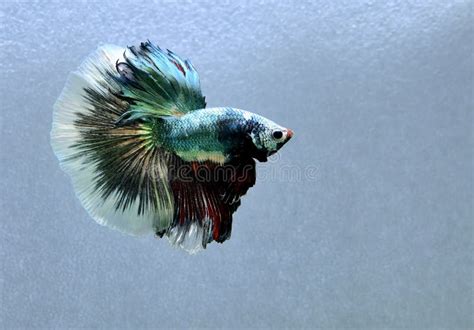 Betta Fish Fancy Copper Halfmoon Fighting Fish From Bangkok Thailand