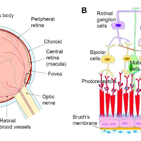 Anatomy Of The Eye And Arrangement Of Cells In The Retina And