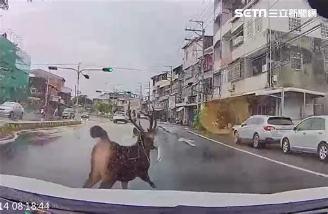 彰化市區開車驚見大公鹿 分隔島橫越馬路險遭撞畫面曝光 寵物 三立新聞網 Setncom