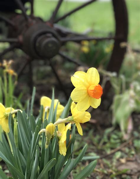 Spring Daffodils In Front Of An Old Wagon Wheel