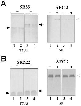 Modulation Of Interaction Between Sr Proteins And Afc Kinase By