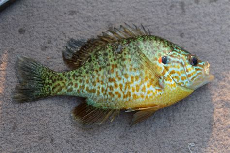 Sunfish (AKA Pumpkinseed)