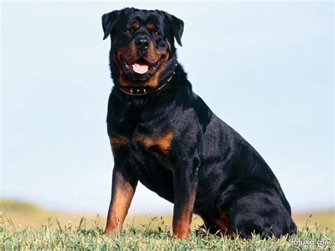 Aprender Sobre 74 Imagem Nomes De Cachorro Masculino Rottweiler Br