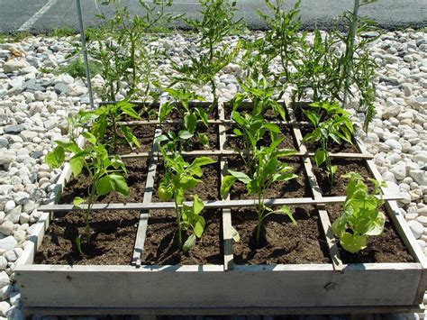 20 Square Foot Gardening Tomatoes Ideas To Try This Year Sharonsable