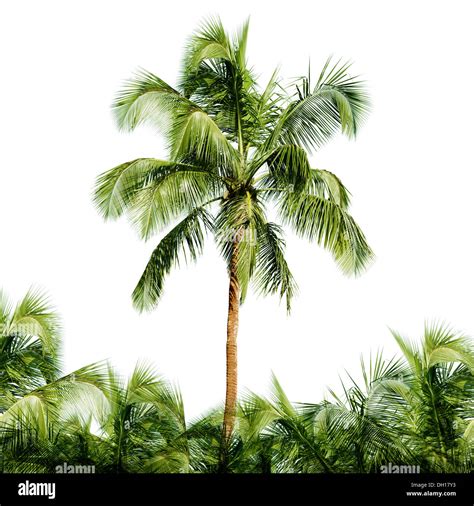 The High Coconut Tree Isolated On White Background Stock Photo Alamy