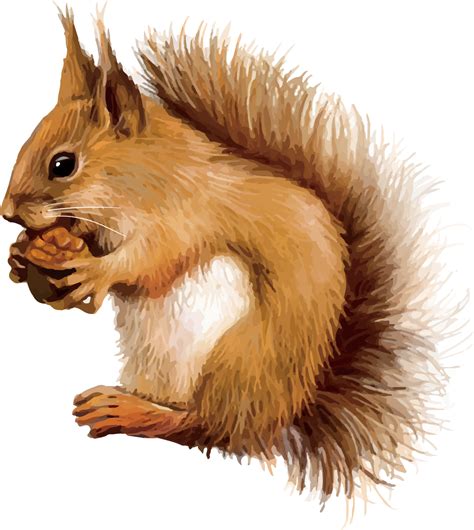 Clipart squirrel hand drawn, Clipart squirrel hand drawn Transparent FREE for download on ...