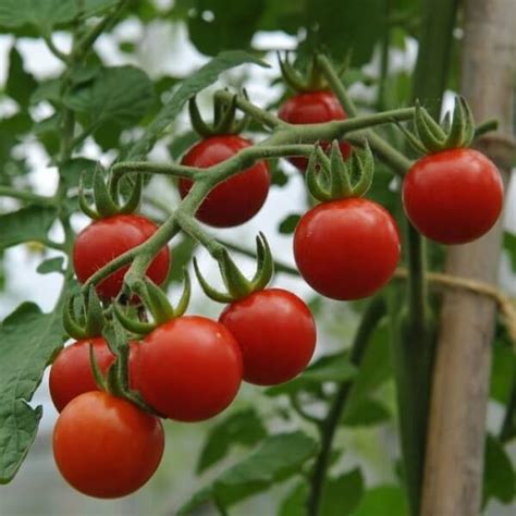 Tomato Roma Vf Heirloom Vegetable Seeds Ks Garden Nursery