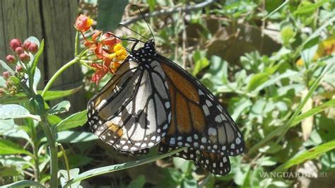 Alistan arribo de visitantes a santuarios de Mariposa Monarca en Michoacán