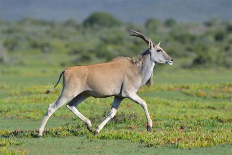 De Hoop Nature Reserve - Wildlife-Fotografie