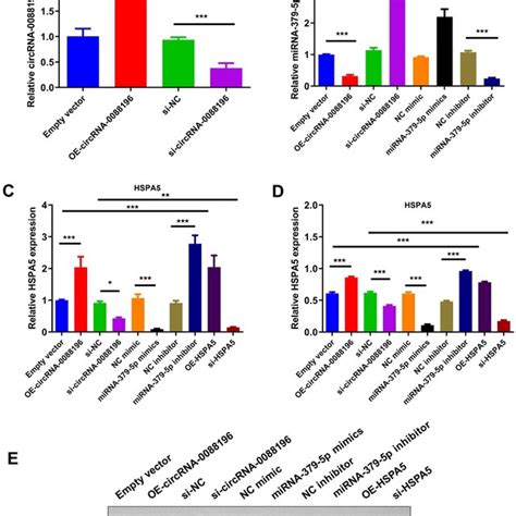 Circ 0088196 Enables To Sponge MiR 397 5p To Up Regulate HSPA5 In