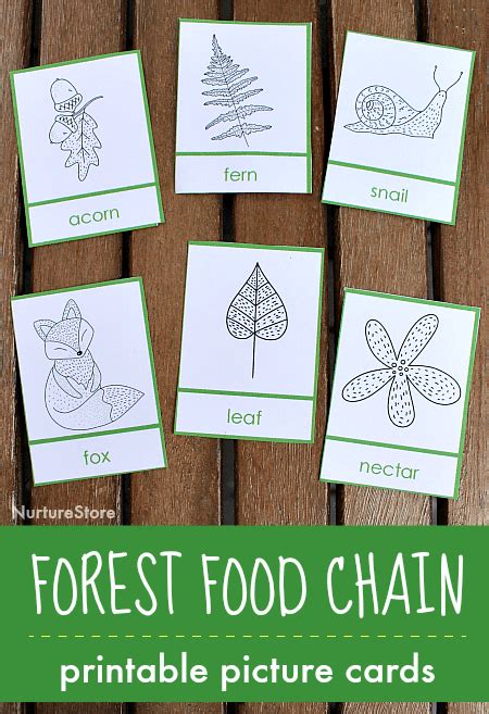 Forest Food Chain