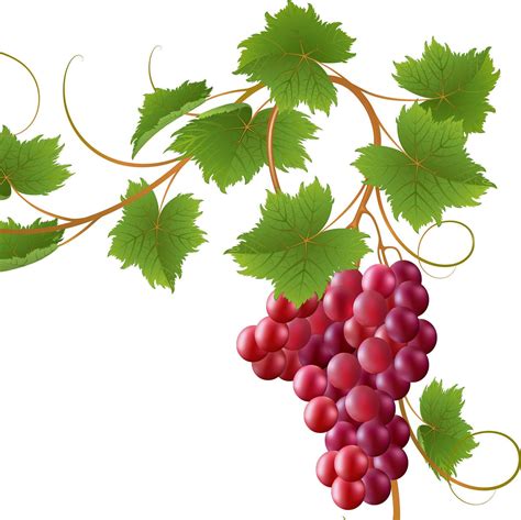 Curly Vine of Red Grapes With Fruits PNG Grape Leaves Vine - Etsy | Grapes, Red grapes, Grape leaves