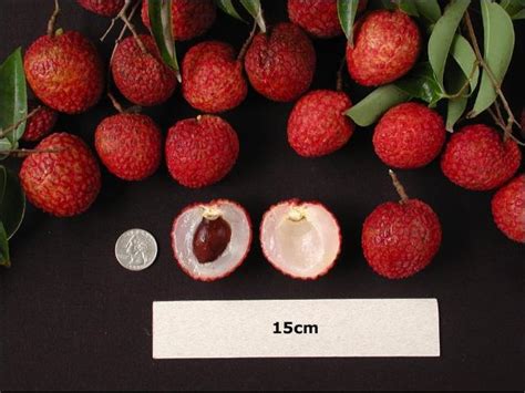 Lychee Varieties