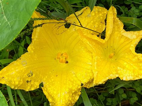 How To Hand Pollinate Pumpkin Flowers A Real Green Life